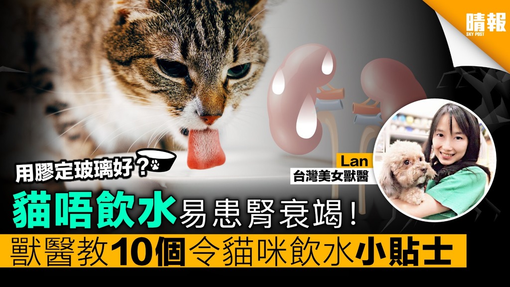 貓咪唔飲水點算好？ 獸醫教10個令貓飲水小貼士