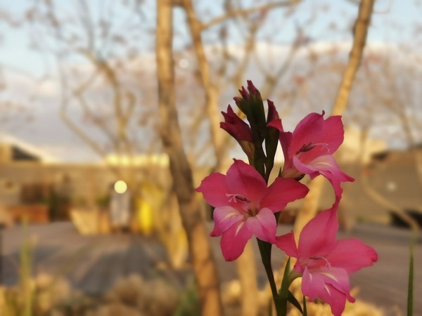 huawei p30 pro 加入了 tof 景深镜头,能够提供更自然清晰的人像虚化