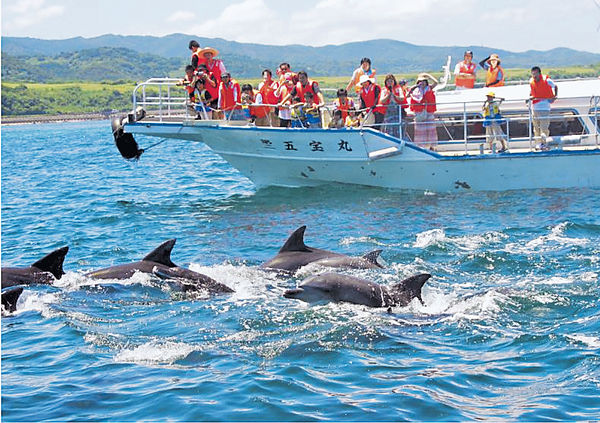 長崎南島原 觀海豚成功率99%