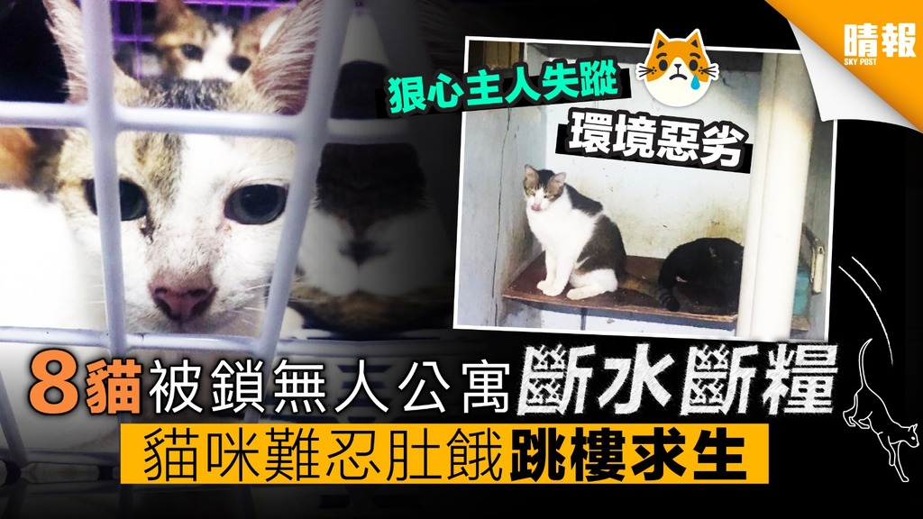 8隻貓被鎖無人公寓 斷水斷糧虐待 貓咪難忍肚餓跳樓求生