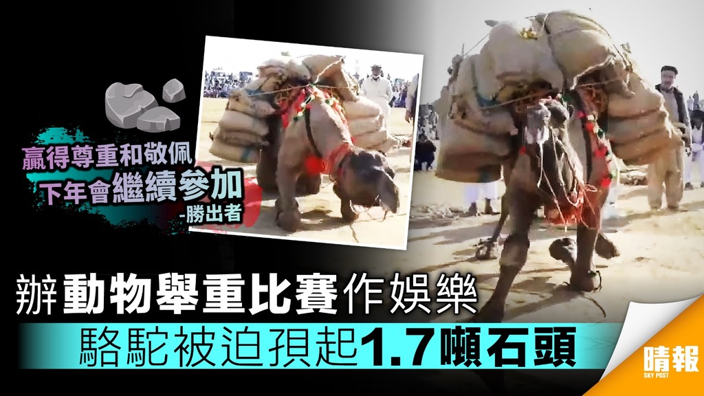 殘忍！辦動物舉重比賽作娛樂 駱駝被迫孭起1.7噸石頭嘔白泡