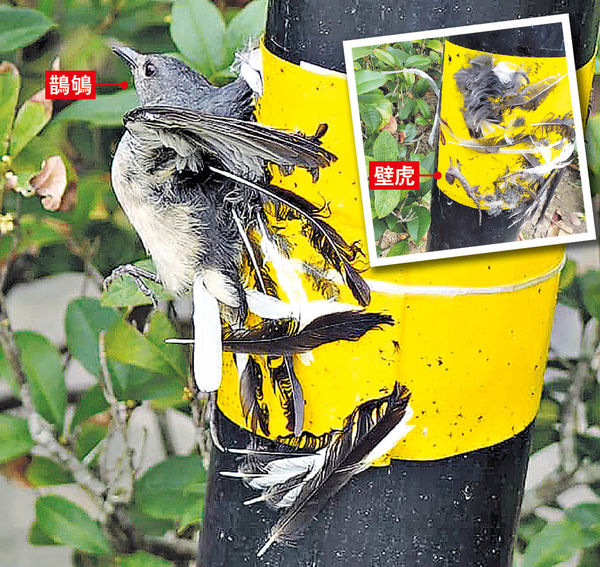 黏蟲紙變捕鳥器 康文署被轟虐畜