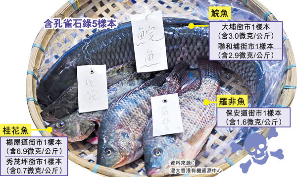 5內地魚樣本含孔雀石綠 桂花魚最毒
