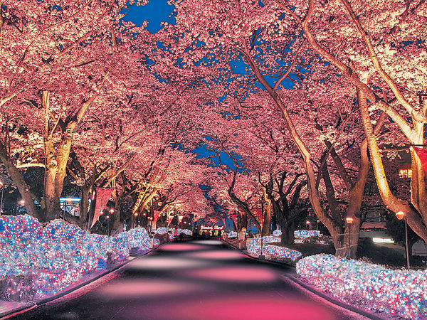東京近郊 兩大樂園櫻花祭打卡攻略