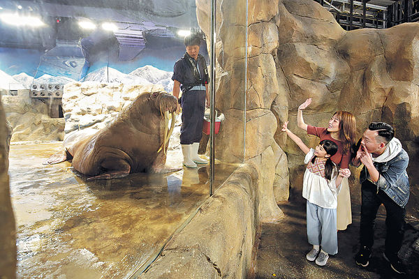 親親動物月 去海洋公園約會海象