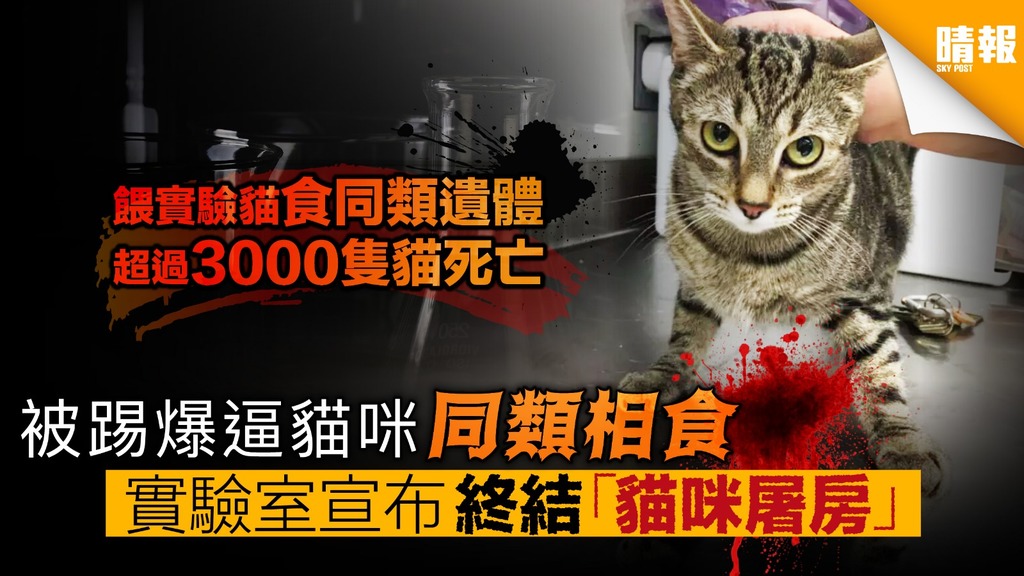 被踢爆逼貓咪同類相食 逾三千小貓喪命 實驗室跪低 宣布終結「貓咪屠房」 