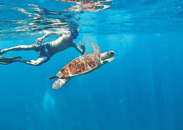 喀比PP島 與大海龜同游