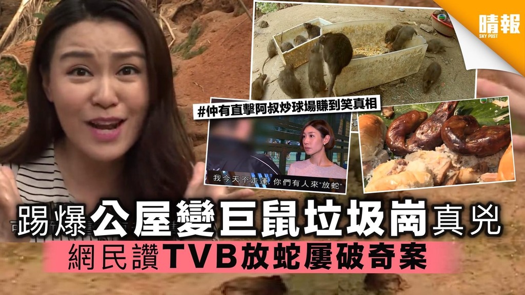 【東張西望】踢爆公屋變巨鼠垃圾崗 炒場呃錢真兇 網民讚TVB放蛇屢破奇案