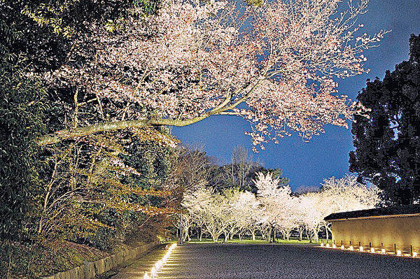 京都3大賞夜櫻熱點