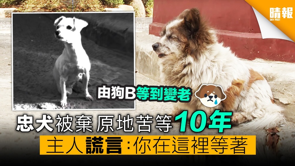 【內有影片】忠犬被遺棄 原地苦等前主人10年