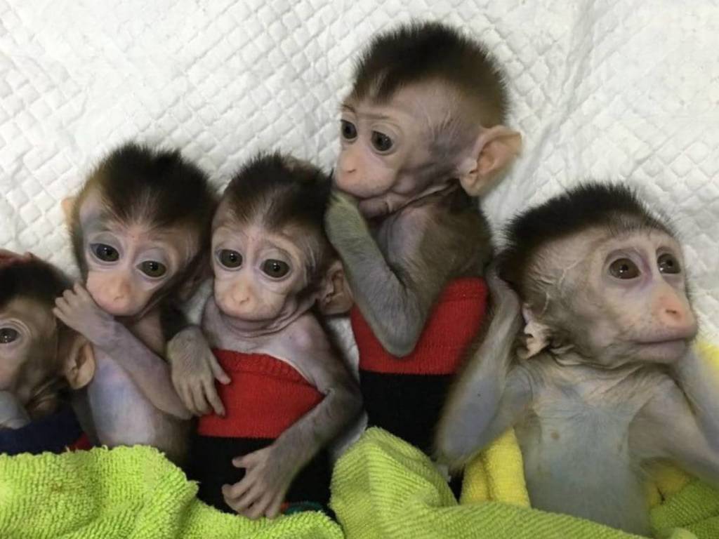 中國科學家將人類基因注入猴子腦 有違倫理變 猿人爭霸戰 Ezone Hk 網絡生活 網絡熱話 D