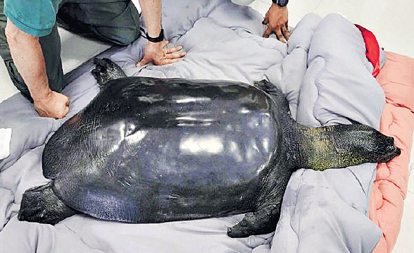 中國斑鱉人工授精後死亡 全球僅剩3隻