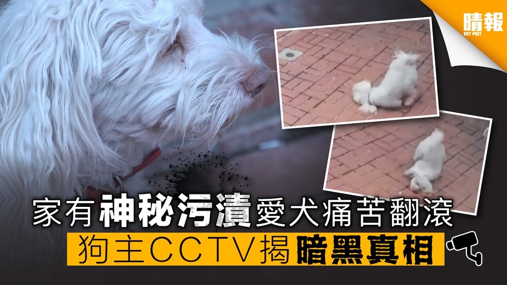 門前「神秘污漬」 愛犬痛苦翻滾 狗主CCTV揭暗黑真相