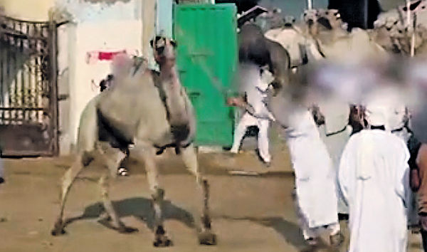 埃及駱駝遭虐待 動物組織籲禁牟利
