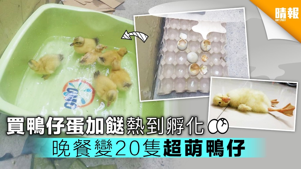 買鴨仔蛋加餸熱到孵化 晚餐變20隻超萌小鴨