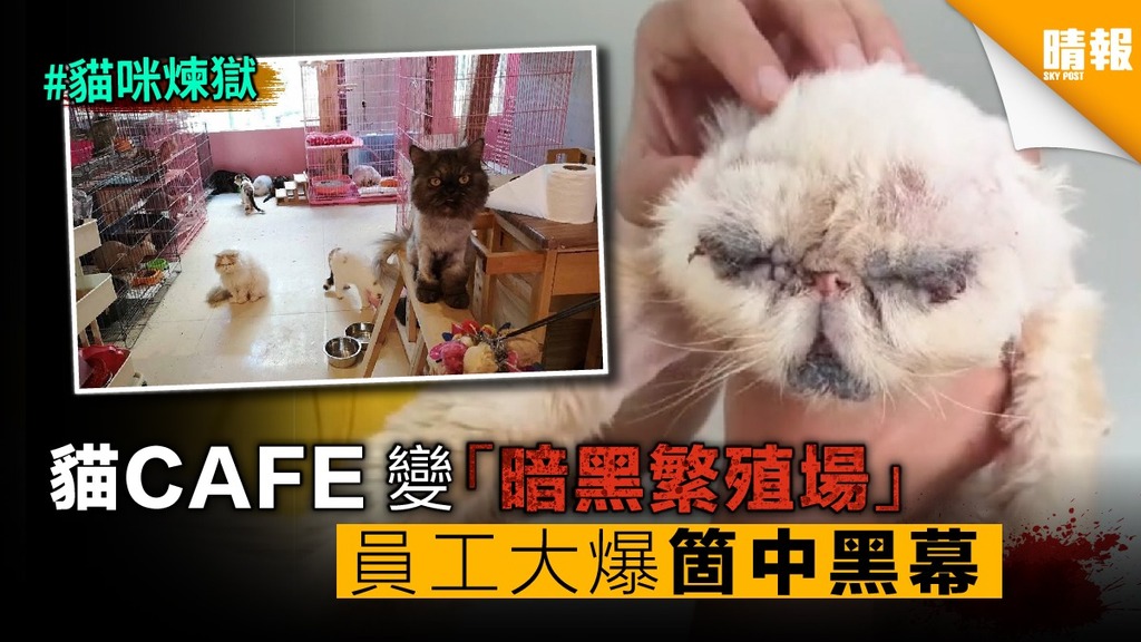 泰國貓CAFE變「貓咪煉獄」 員工大爆驚人內幕