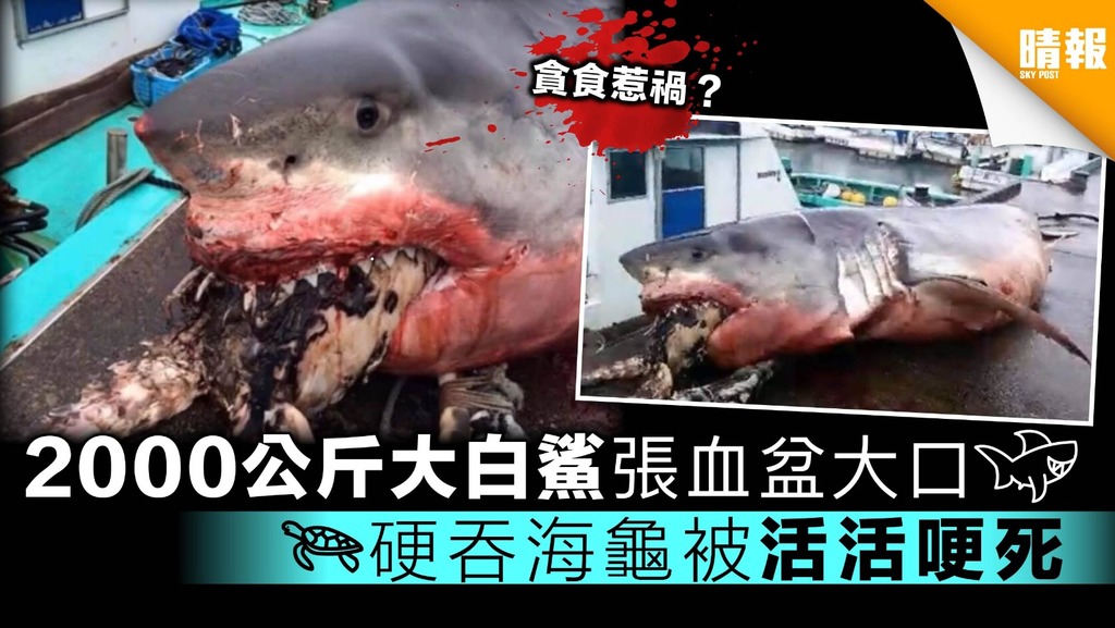 2000公斤大白鯊張血盆大口 硬吞海龜被活活哽死