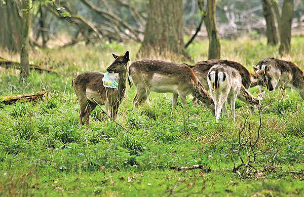 膠袋垃圾 殘害萬千動物