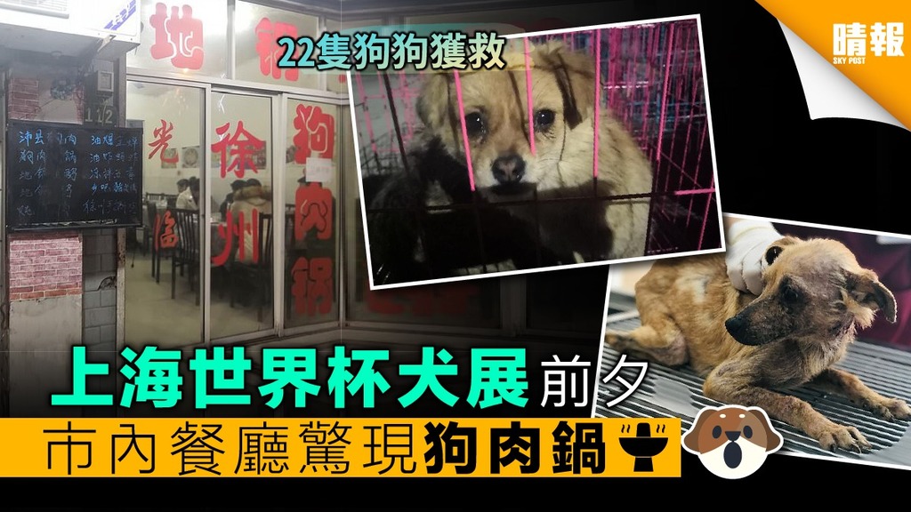 上海世界杯犬展前夕 市內餐廳驚現狗肉鍋 22隻狗獲救免成腹中物