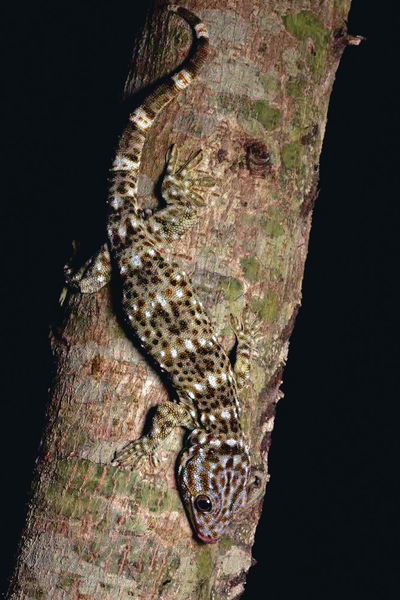 捉罕有大壁虎 揚言「煲湯飲」 網民遭譴責