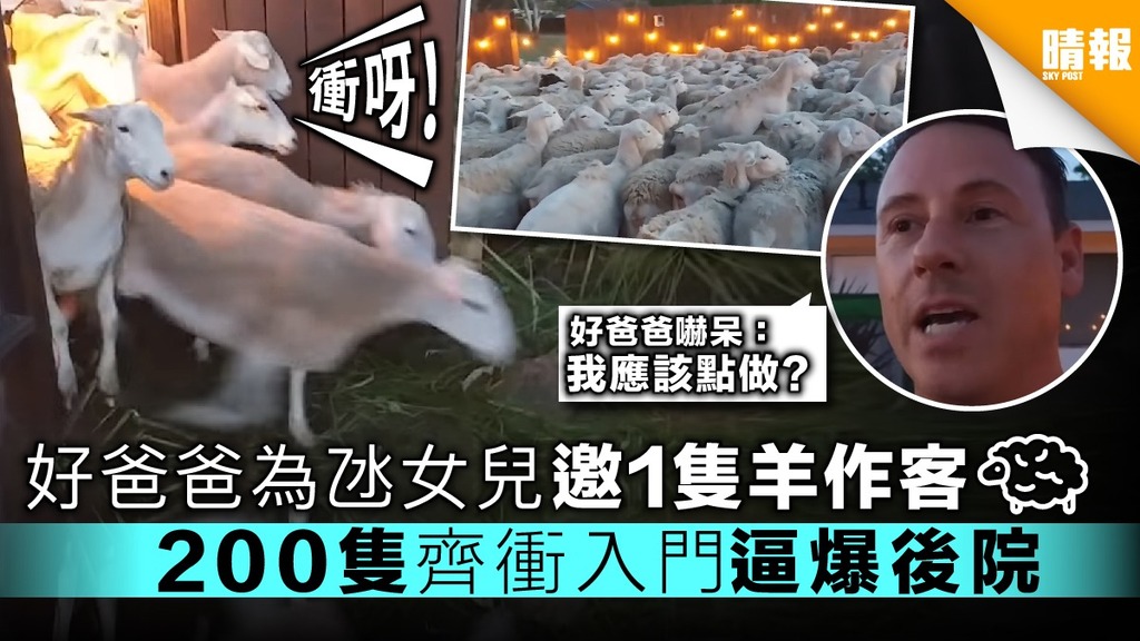 好爸爸為氹女兒邀1隻綿羊作客 引來200隻衝入門逼爆後院
