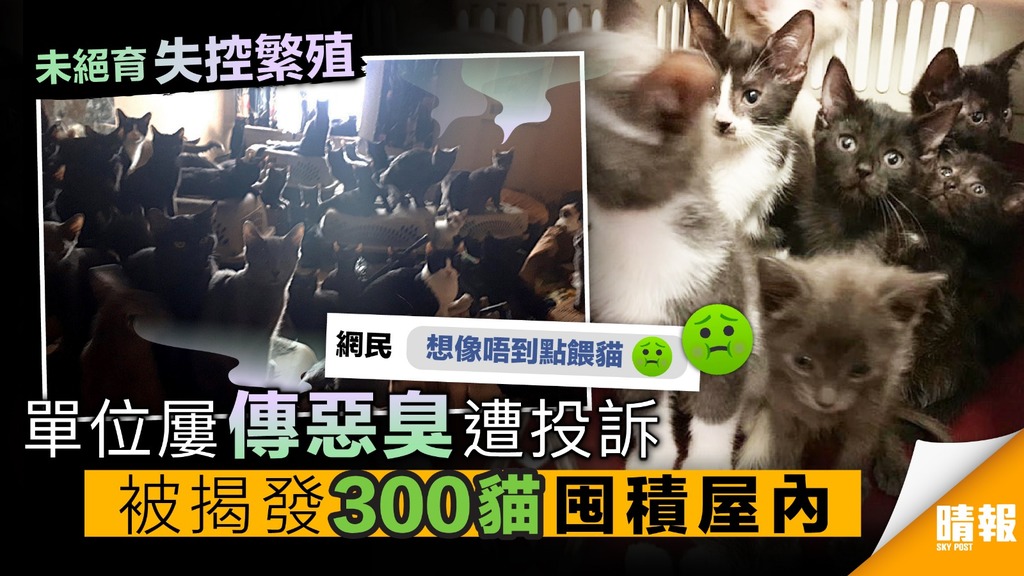單位傳惡臭遭投訴 被揭發300貓囤積屋內