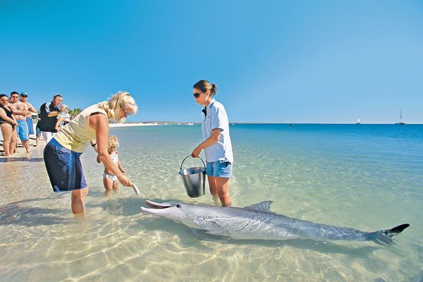 人生必玩 西澳洲零距離親親海豚