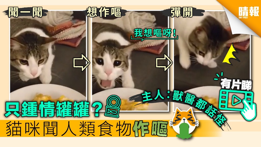 【內有影片】嫌棄人類食物 貓咪聞熟食作嘔
