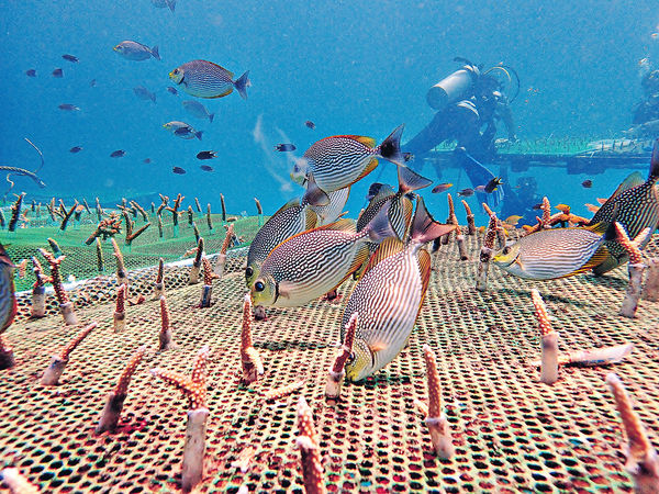 喀比種植珊瑚 遊客齊保育大自然