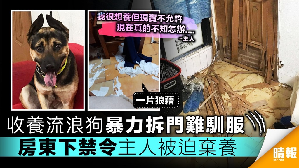 收養流浪狗破壞力驚人 主人被房東警告無奈欲棄養