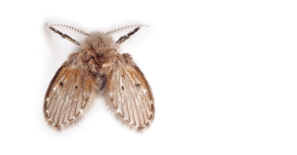 浴廁蛾蚋勿用手拍病原體秒傳空中易引過敏 晴報 健康 生活健康 D