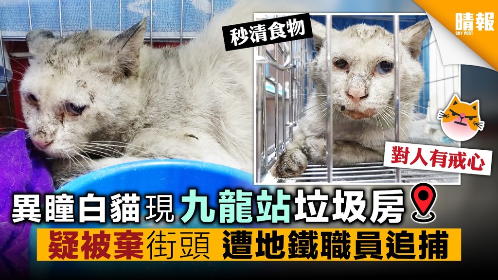 異瞳白貓現九龍站垃圾房 疑被棄街頭 遭地鐵職員追捕