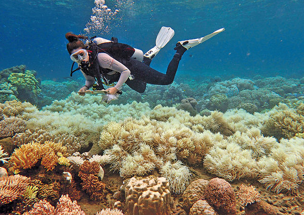 熱浪狂襲 珊瑚白化 大堡礁生態浩劫