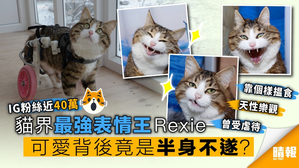 貓界最強表情王Rexie 曾受虐待致半身不遂