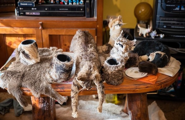 他会将野猫剥皮制成用具和标本,例如皮草,帽子,拖鞋,皮包,纸巾筒等.