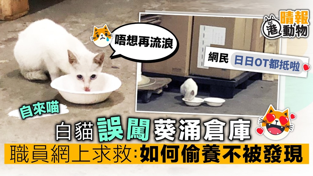 流浪貓誤闖葵涌倉庫 職員網上求救：如何偷養而不被發現