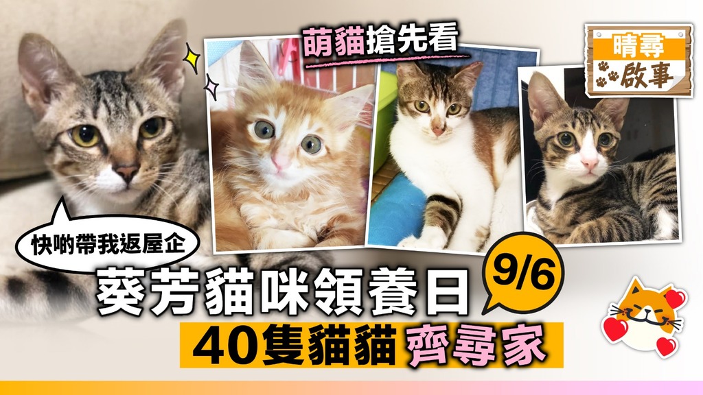 【晴尋啟事】葵芳周日領養日 40隻貓咪齊尋家 十隻超萌貓率先睇