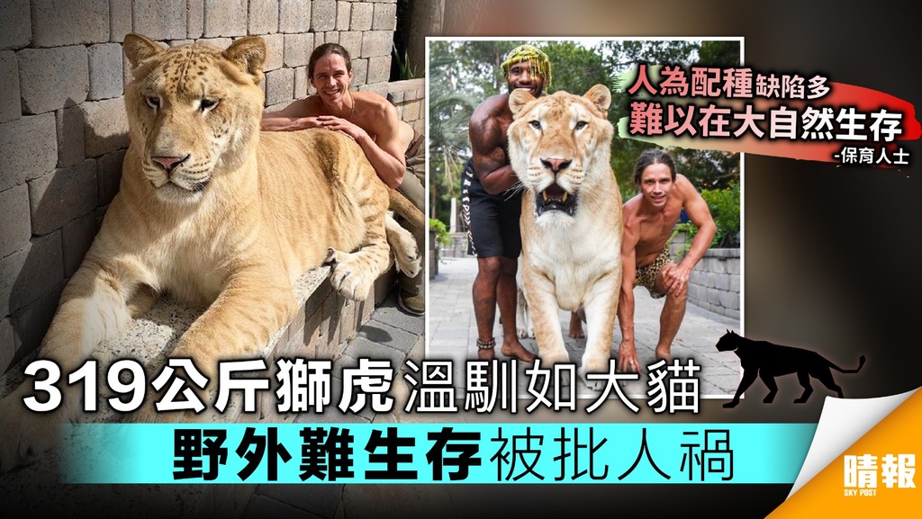 319公斤獅虎溫馴如大貓 野外難生存被批人禍