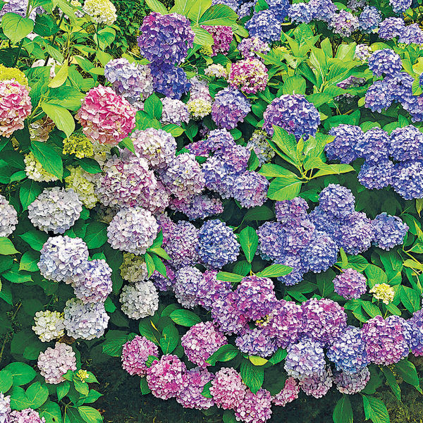 6月日本鎌倉 賞變色繡球花海