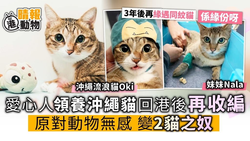 愛心情侶領養沖繩流浪貓回港 3年後緣遇同紋貓 意外再收編
