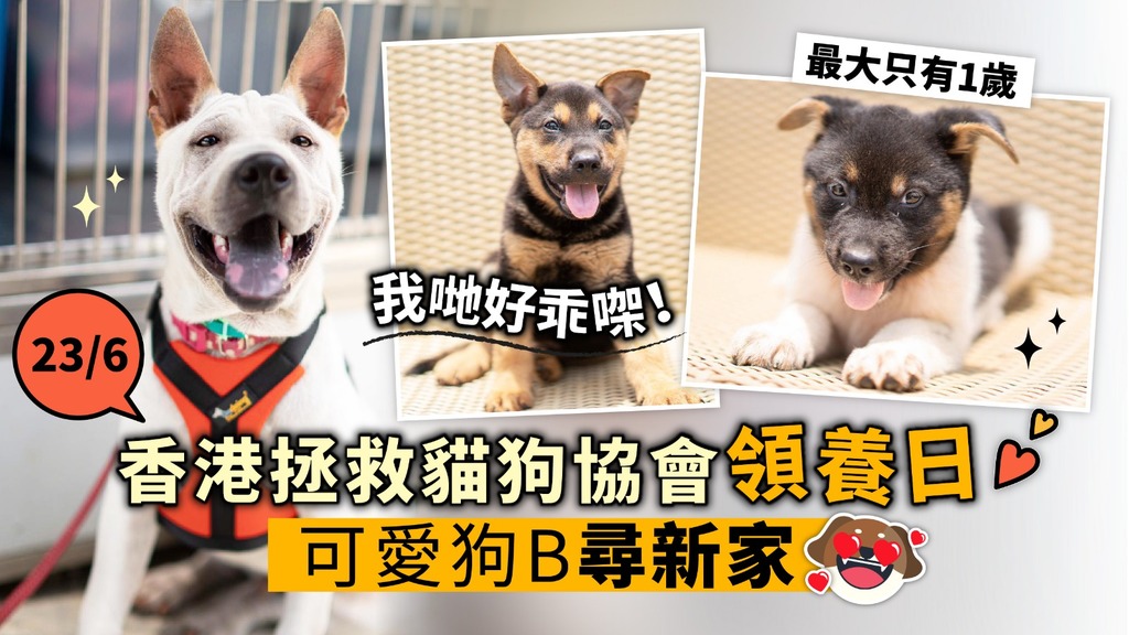 【晴尋啟事】香港拯救貓狗協會領養日 可愛狗B尋新家 超萌狗狗搶先曝光