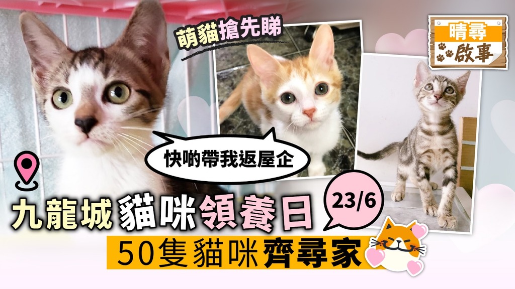 【晴尋啟事】九龍城周日領養日 50隻貓咪齊尋家 超萌貓率先睇