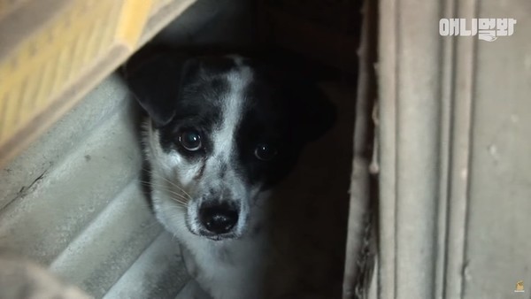 廢棄舊居獨留狗狗忠犬不知被遺仍留守 昔日的家 晴報 寵物 寵物熱話 D