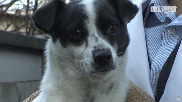 廢棄舊居獨留狗狗忠犬不知被遺仍留守 昔日的家 晴報 寵物 寵物熱話 D