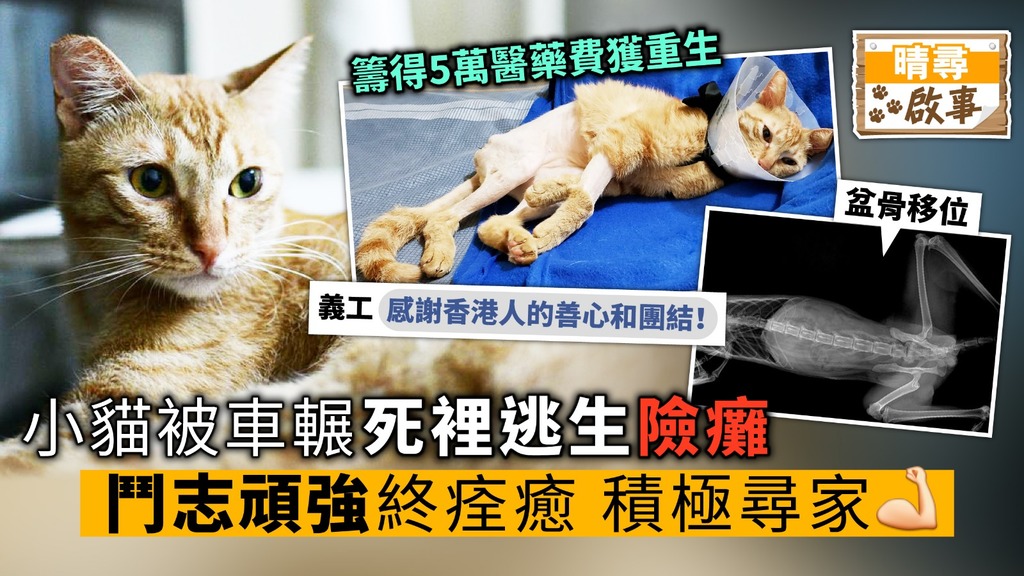 【晴尋啟事】小貓被車輾 死裡逃生險癱 鬥志頑強終痊癒 積極尋家