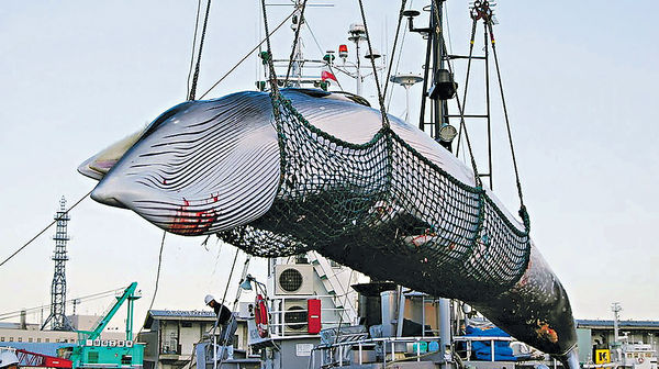 日本時隔32年 重啟商業捕鯨