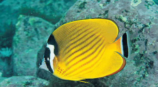 網上珊瑚魚資料庫啟動 認識本港罕見瀕危物種