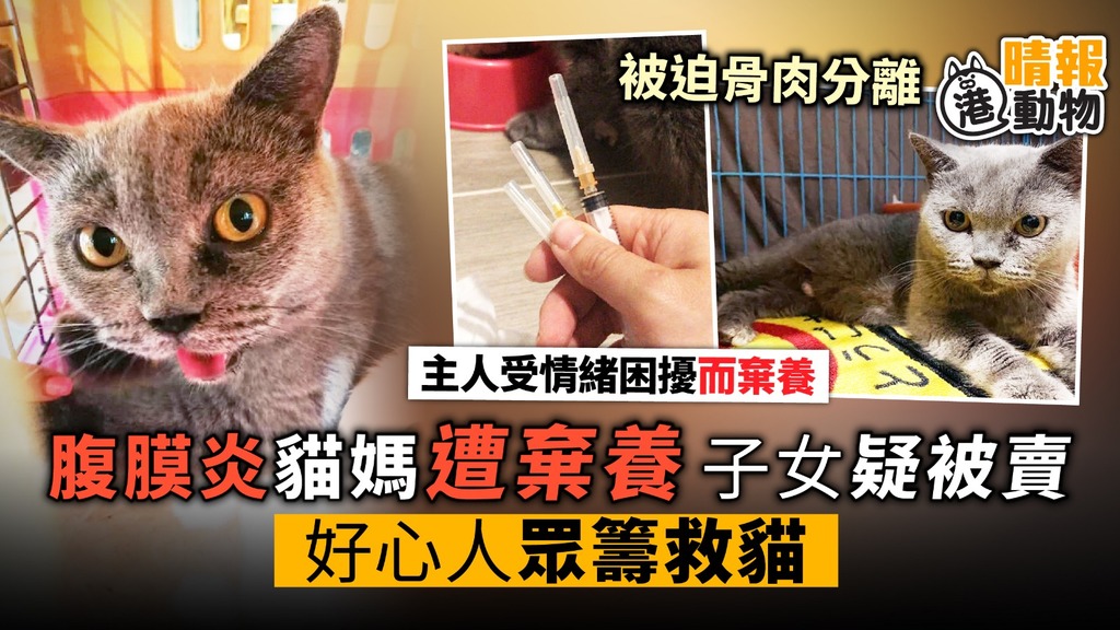 腹膜炎貓媽遭棄養 子女疑被賣 好心人眾籌救貓