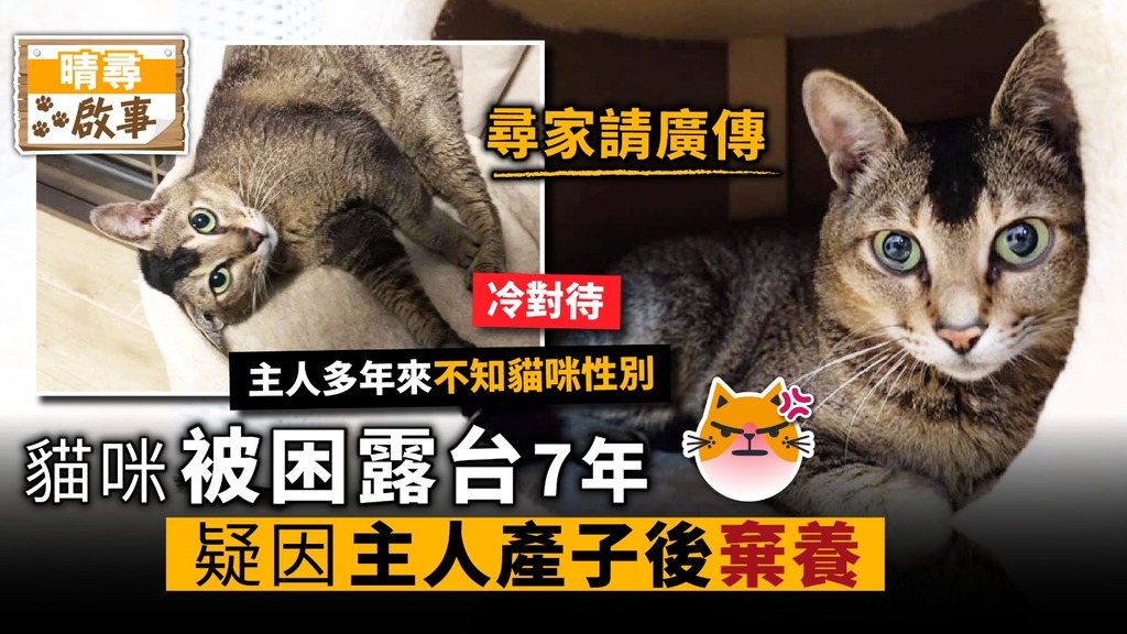 【晴尋啟事】貓咪被困露台7年 疑因貓主產子後棄養 現尋領養