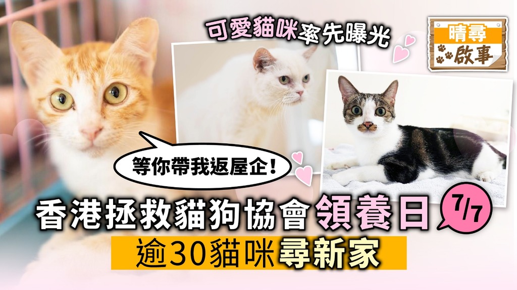 【晴尋啟事】香港拯救貓狗協會領養日 逾30貓咪尋新家 可愛貓搶先曝光